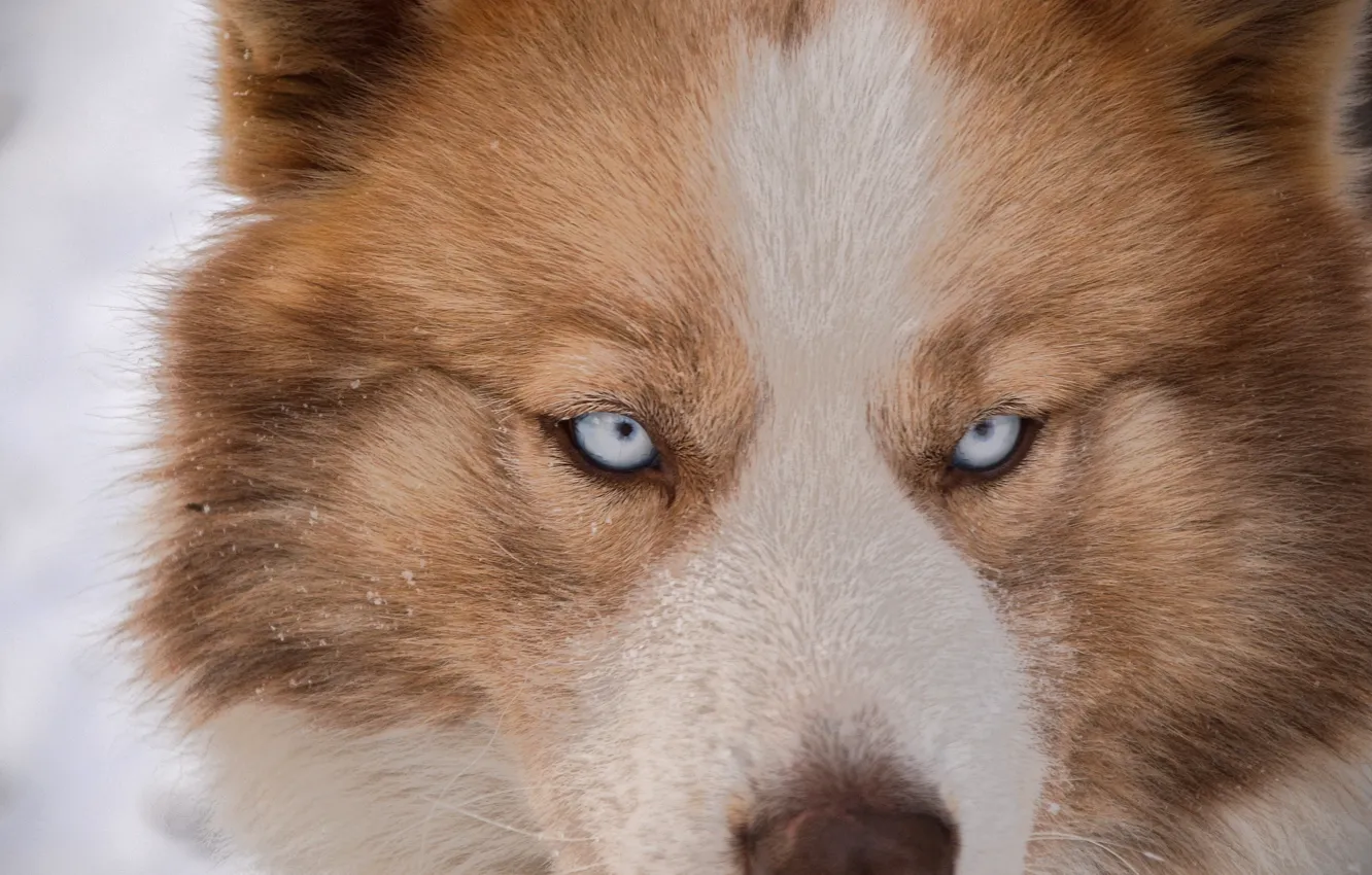 Photo wallpaper eyes, snow, each, dog, husky, dog, eye, husky