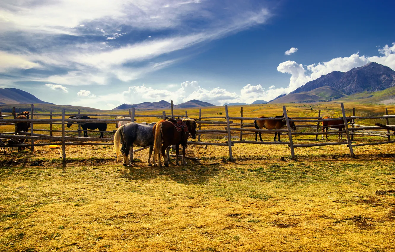Photo wallpaper field, horse, the fence