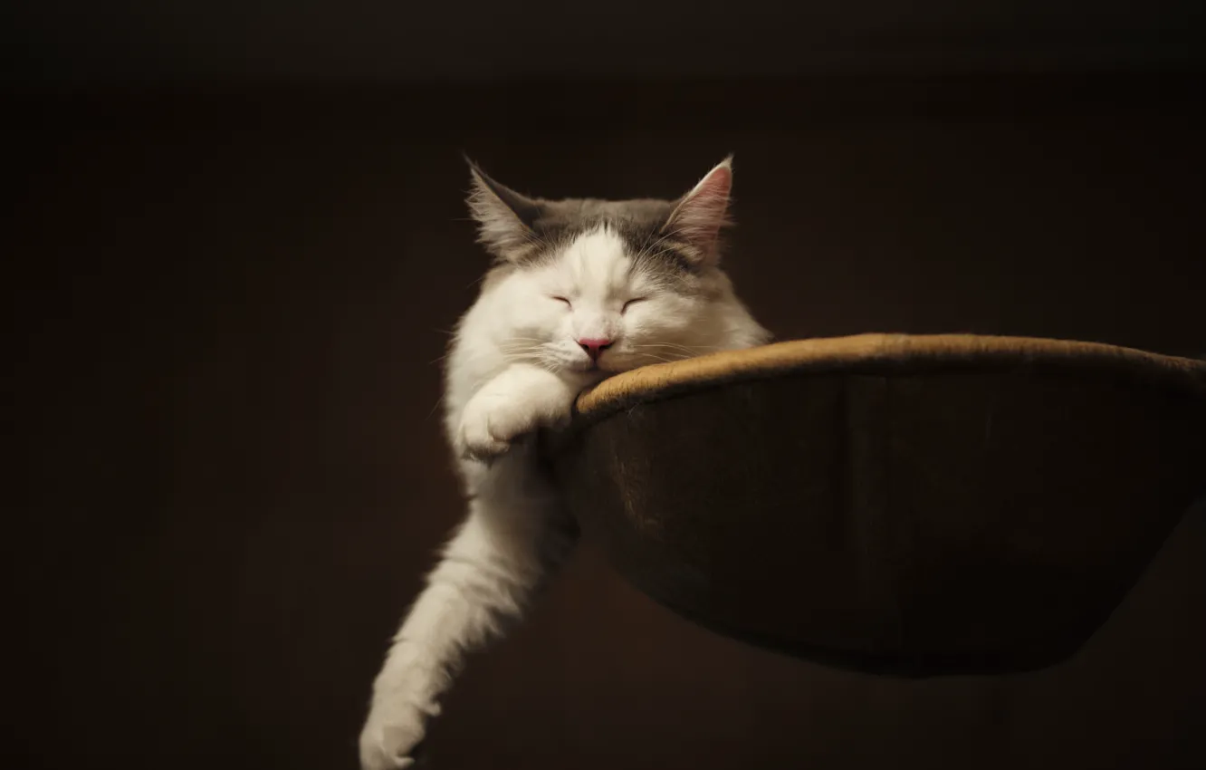 Photo wallpaper cat, paws, sleeping