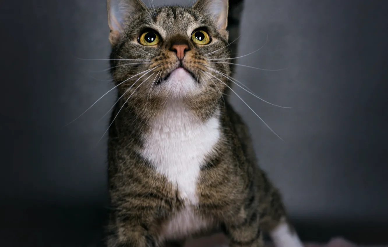 Photo wallpaper cat, cat, look, face, striped