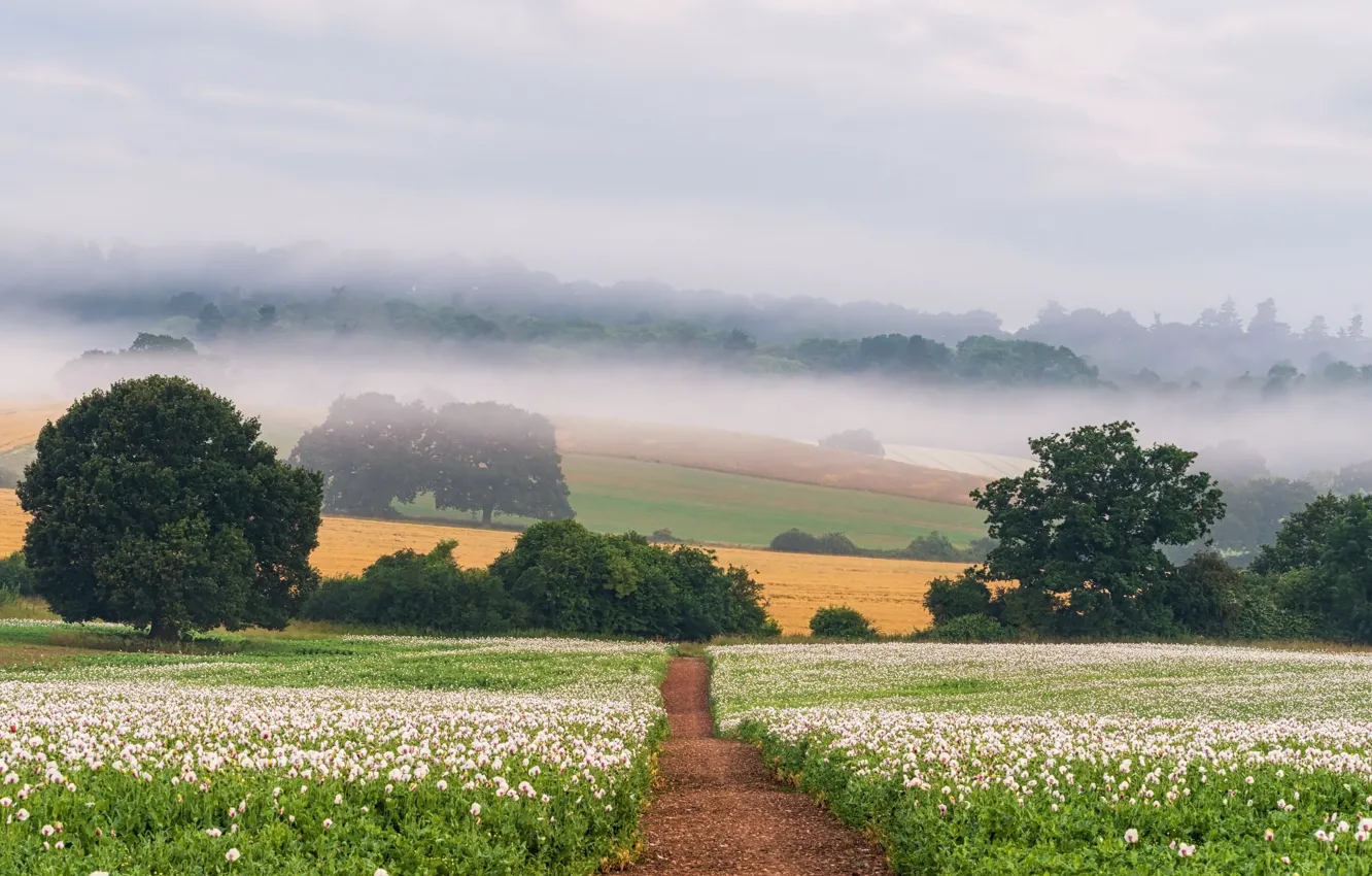Photo wallpaper field, summer, fog, Maki