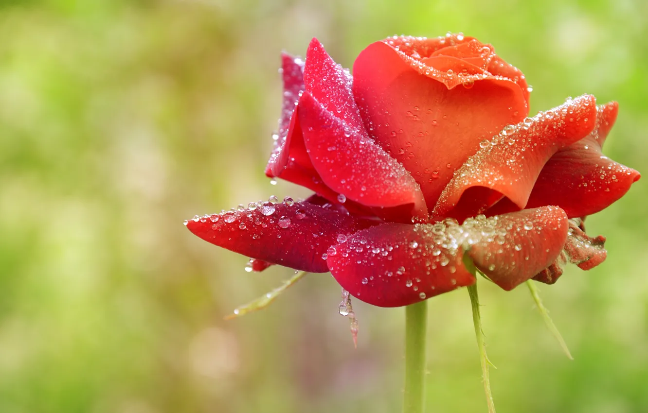 Photo wallpaper drops, red, roses, red, rose, bokeh, drops, Boke