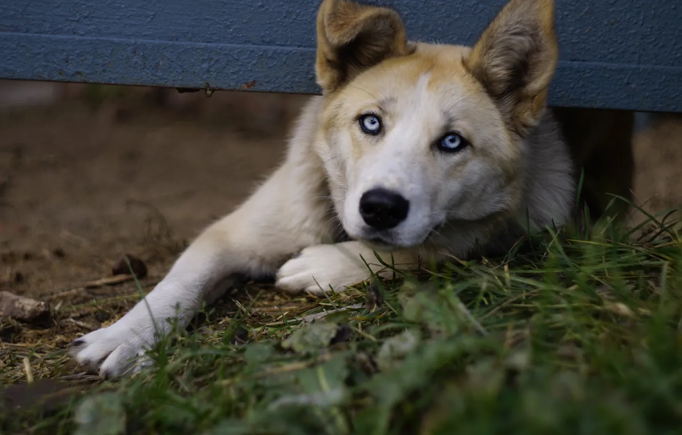 Photo wallpaper grass, look, face, nature, pose, the fence, dog, paws