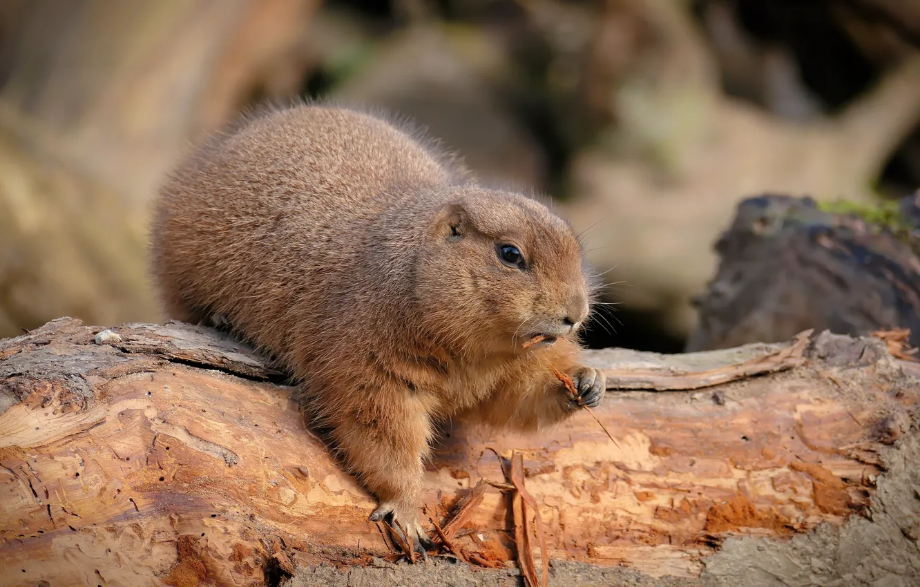Photo wallpaper pose, log, face, marmot