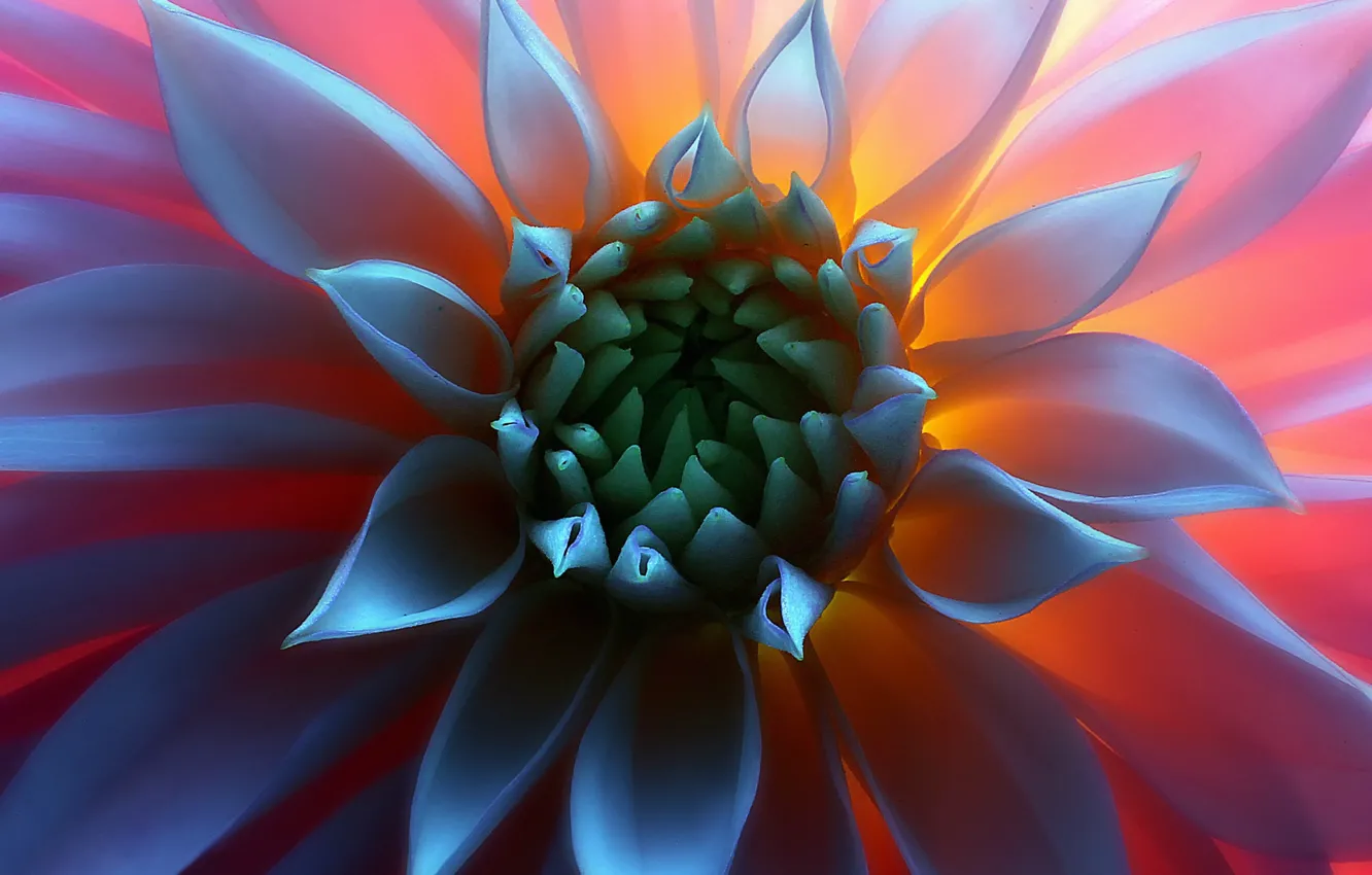 Photo wallpaper flower, macro, light, middle
