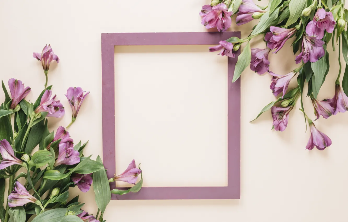 Photo wallpaper flowers, frame, pink background, pink, flowers, frame