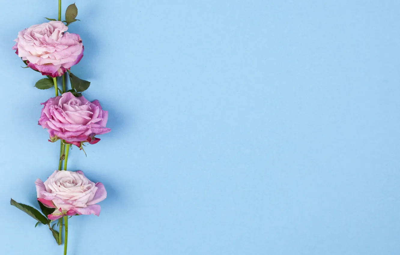 Photo wallpaper flowers, roses, pink, pink, flowers, beautiful, blue background, roses