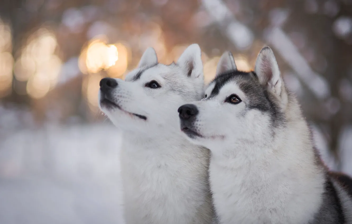 Photo wallpaper winter, forest, dogs, eyes, look, light, snow, glare