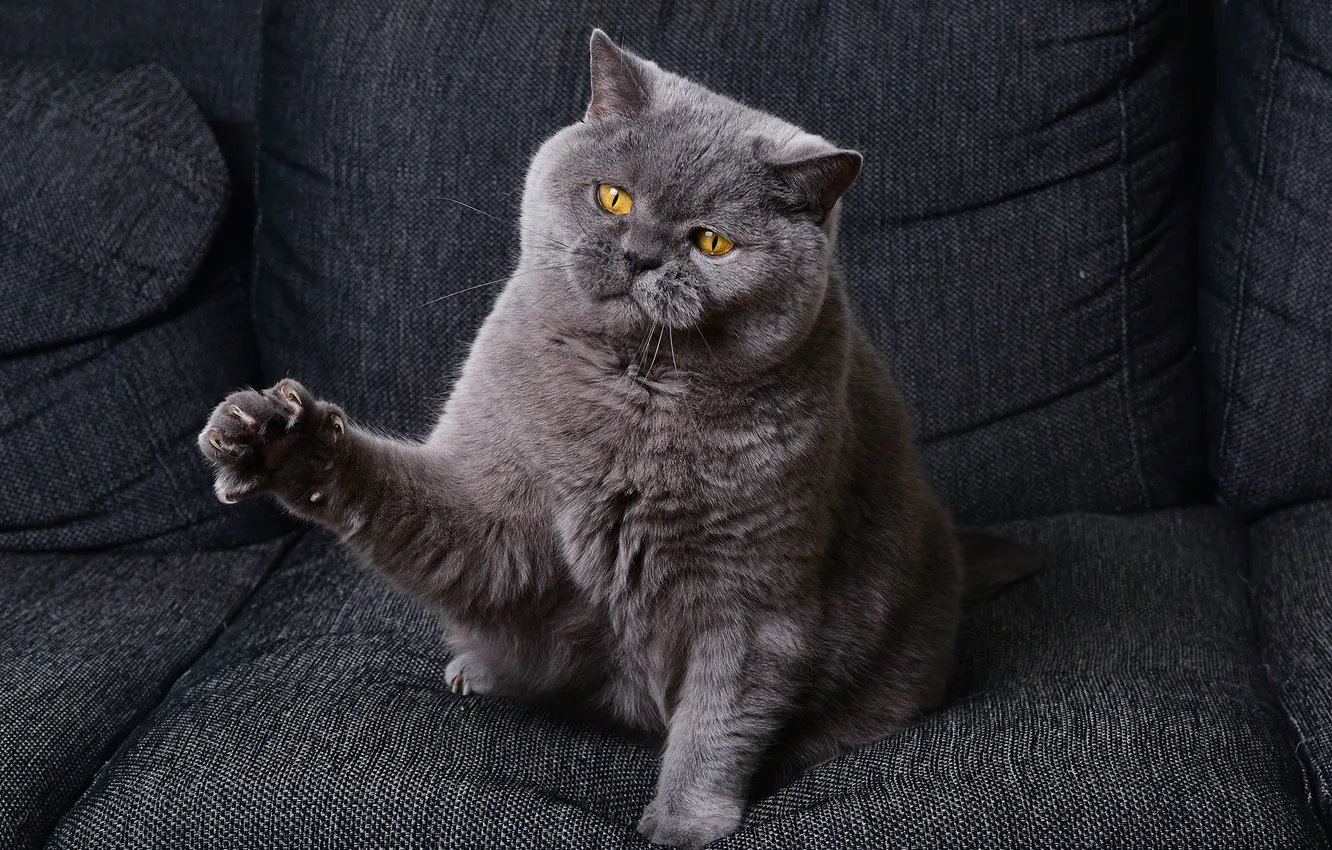 Photo wallpaper cat, cat, legs, Koshak, claws