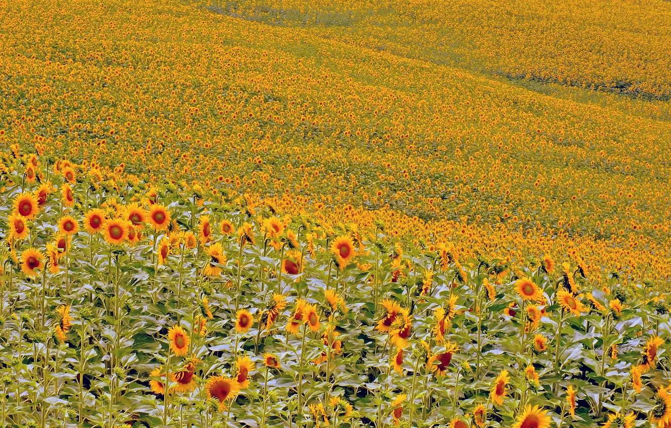 Photo wallpaper field, sunflowers, flowers