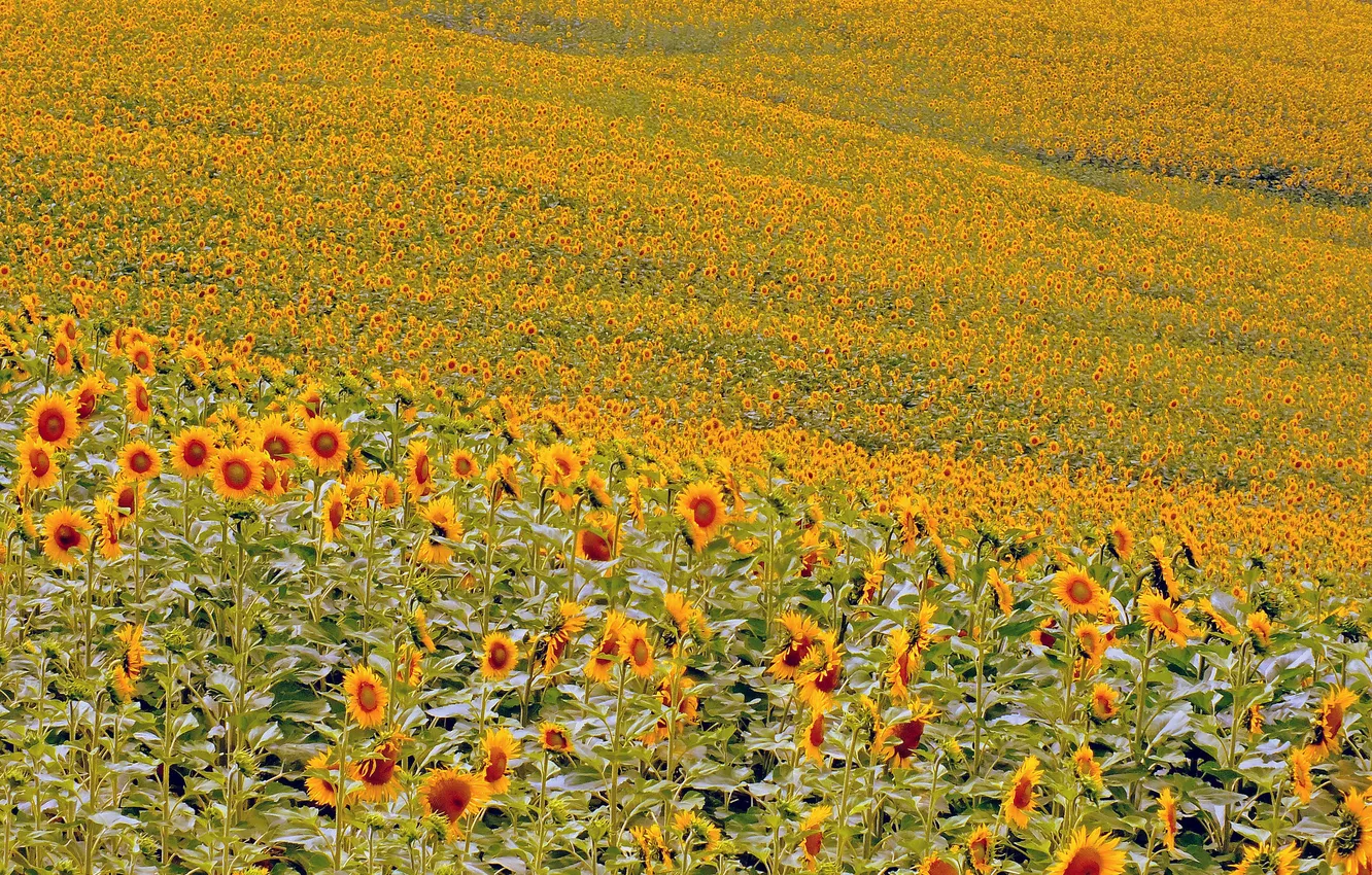 Photo wallpaper field, flowers, sunflower