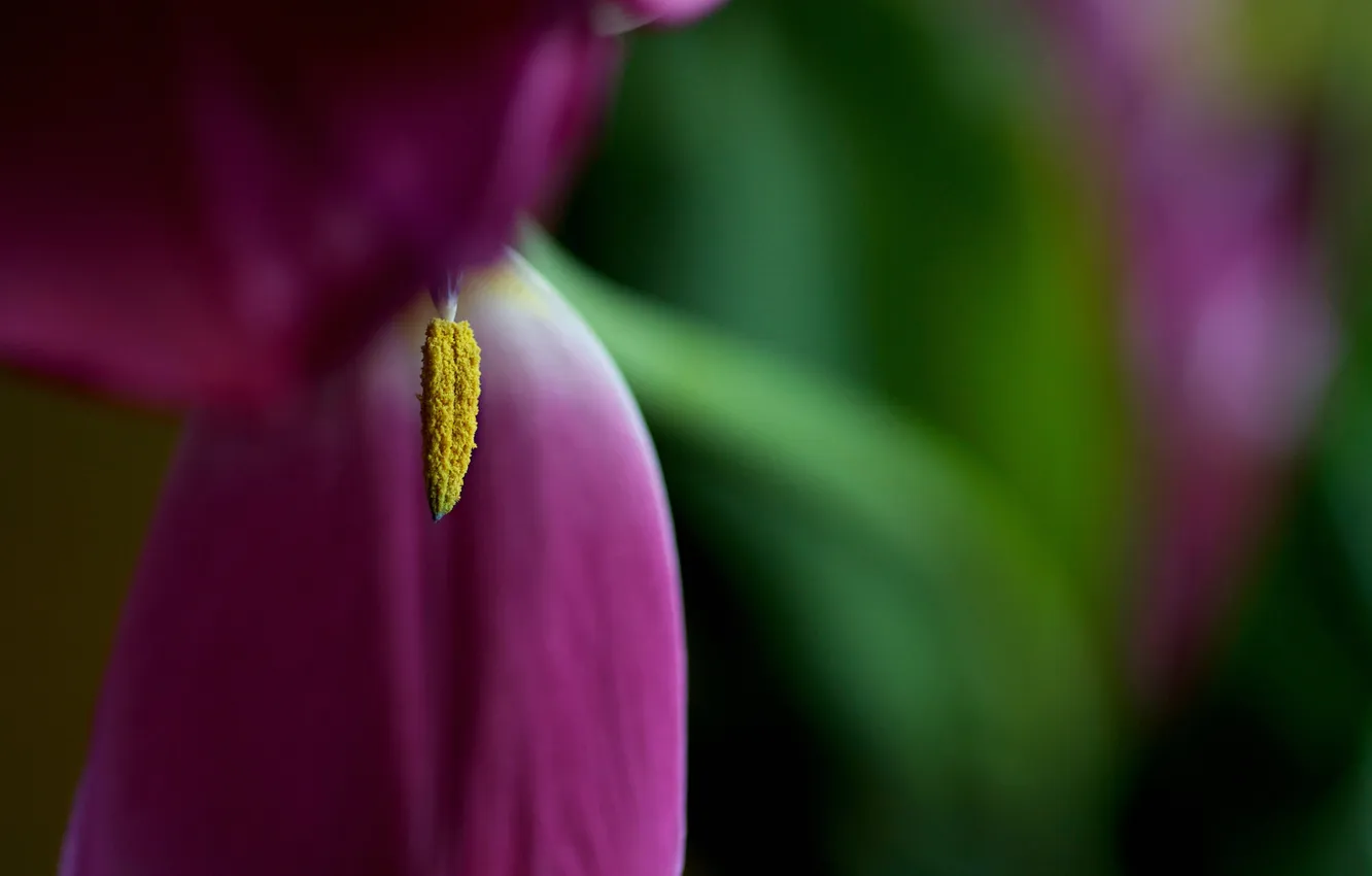 Photo wallpaper flowers, petals, middle