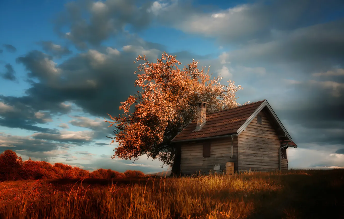 Photo wallpaper clouds, house, tree, spring, flowering, cottage, Amir Bajrich