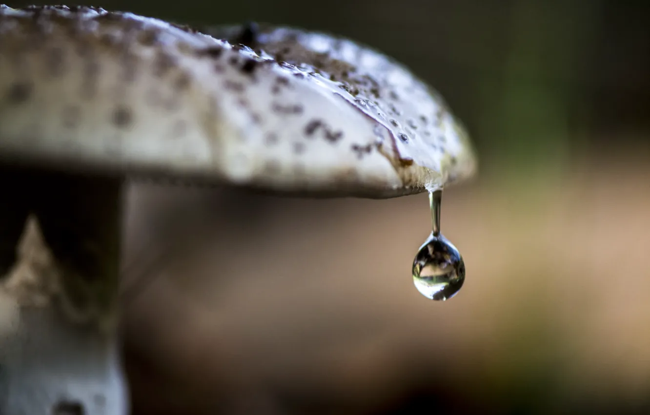 Photo wallpaper macro, nature, mushroom, drop