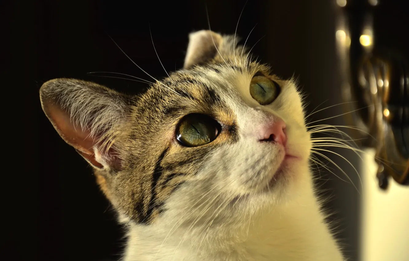 Photo wallpaper cat, cat, look, face, light, room, portrait, green eyes
