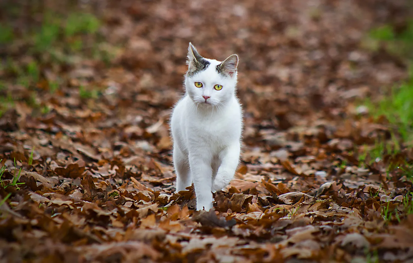 Photo wallpaper autumn, cat, white, look, pose, glade, foliage, walk