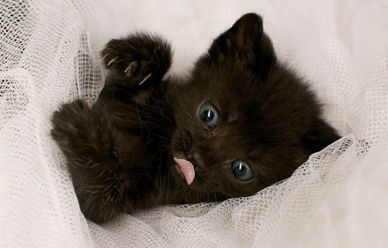 Photo wallpaper kitty, black, Cat, fabric, lies