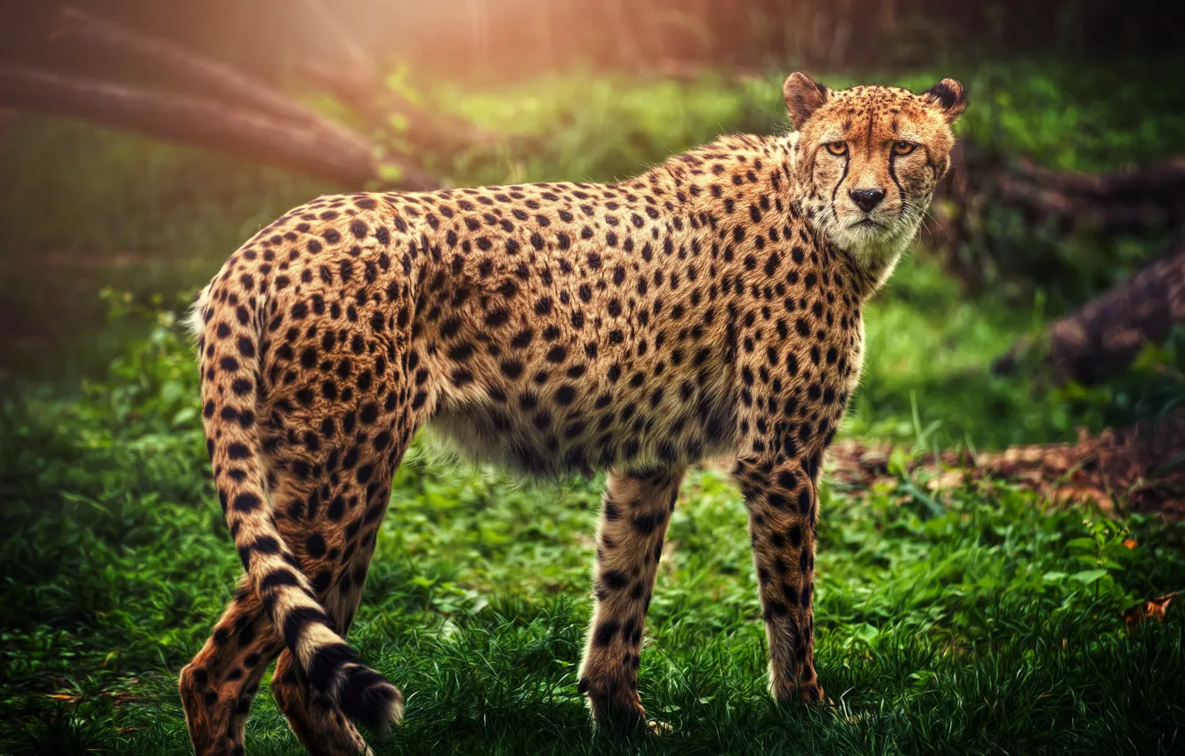 Photo wallpaper predator, Cheetah, bokeh