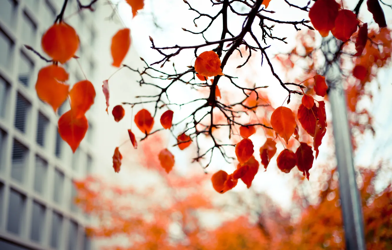 Photo wallpaper autumn, leaves, branches, red