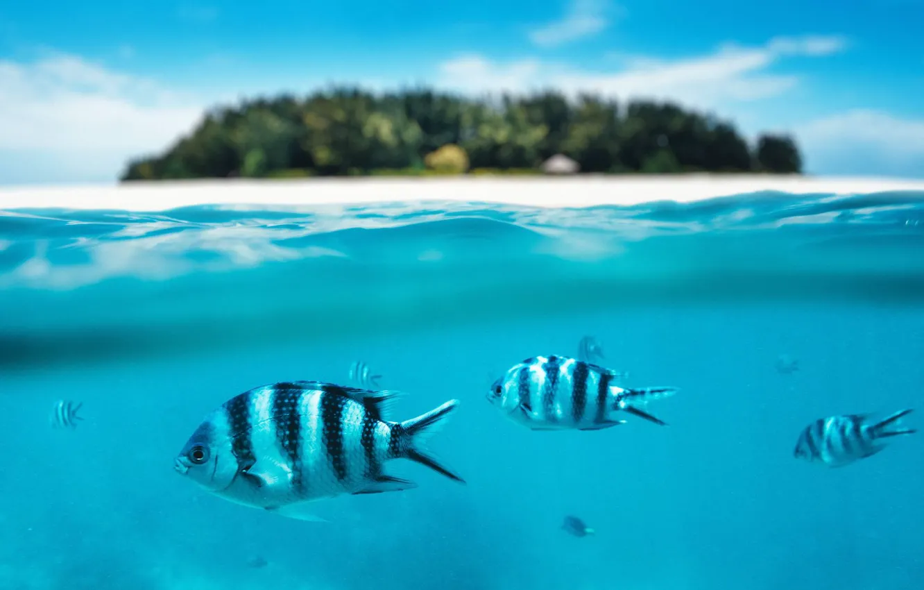 Photo wallpaper fish, the ocean, island, The Maldives, Laguna, under water, Maldives, Mnemba island