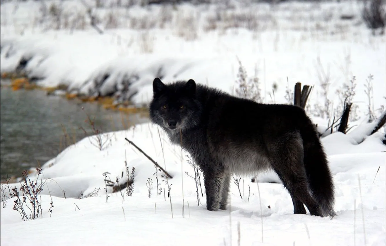 Photo wallpaper Predator, nature, animal, wolf, wildlife, portrait, portrait., Canis lupus. face