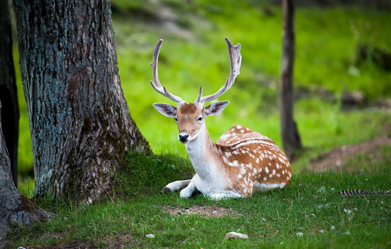 Photo wallpaper summer, nature, deer