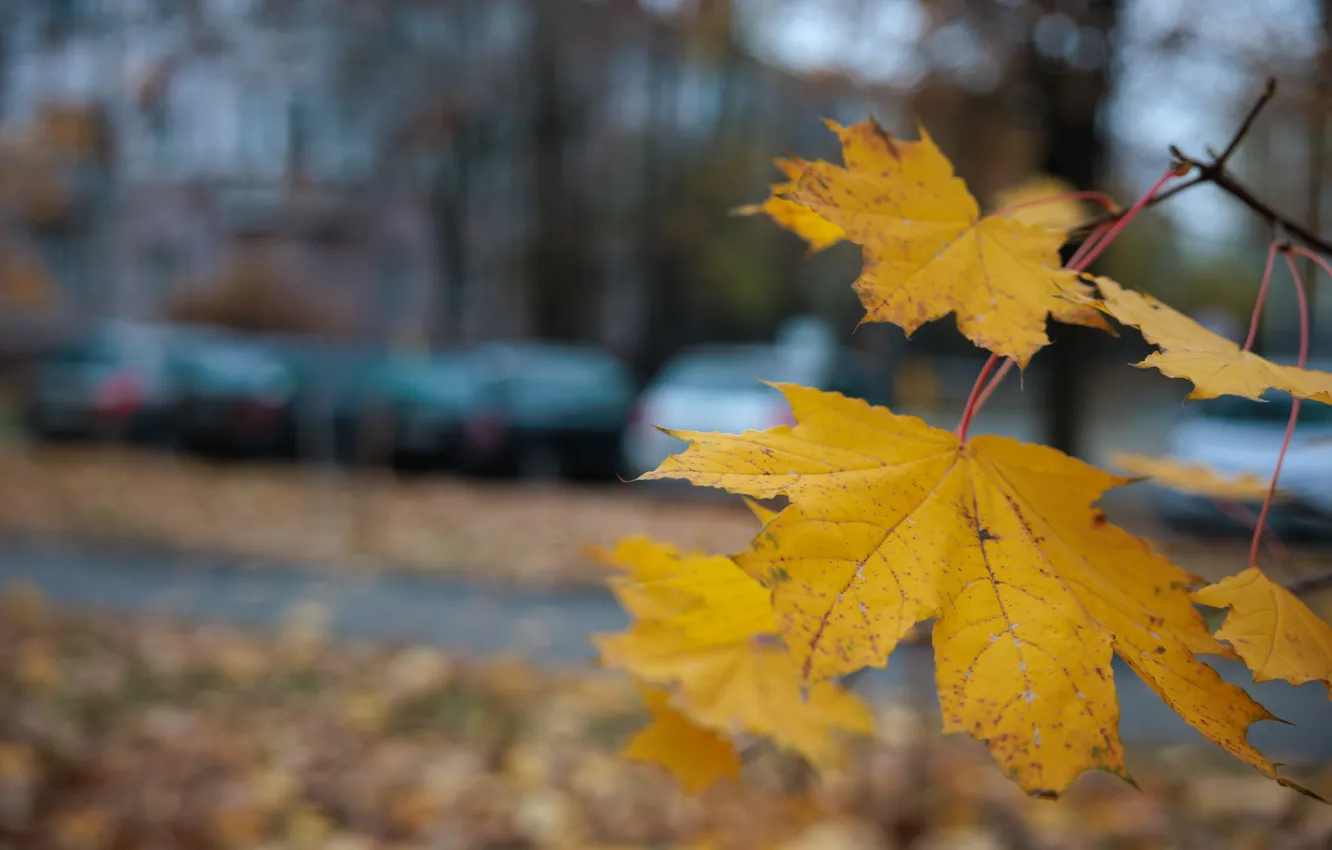 Photo wallpaper autumn, Park, autumn mood, fall colors, Osenie leaves