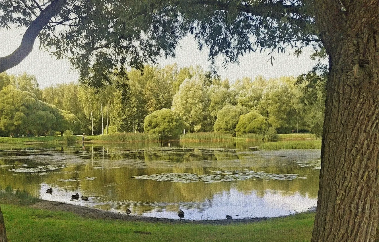 Photo wallpaper landscape, pond, beautiful, the end of summer, august2023