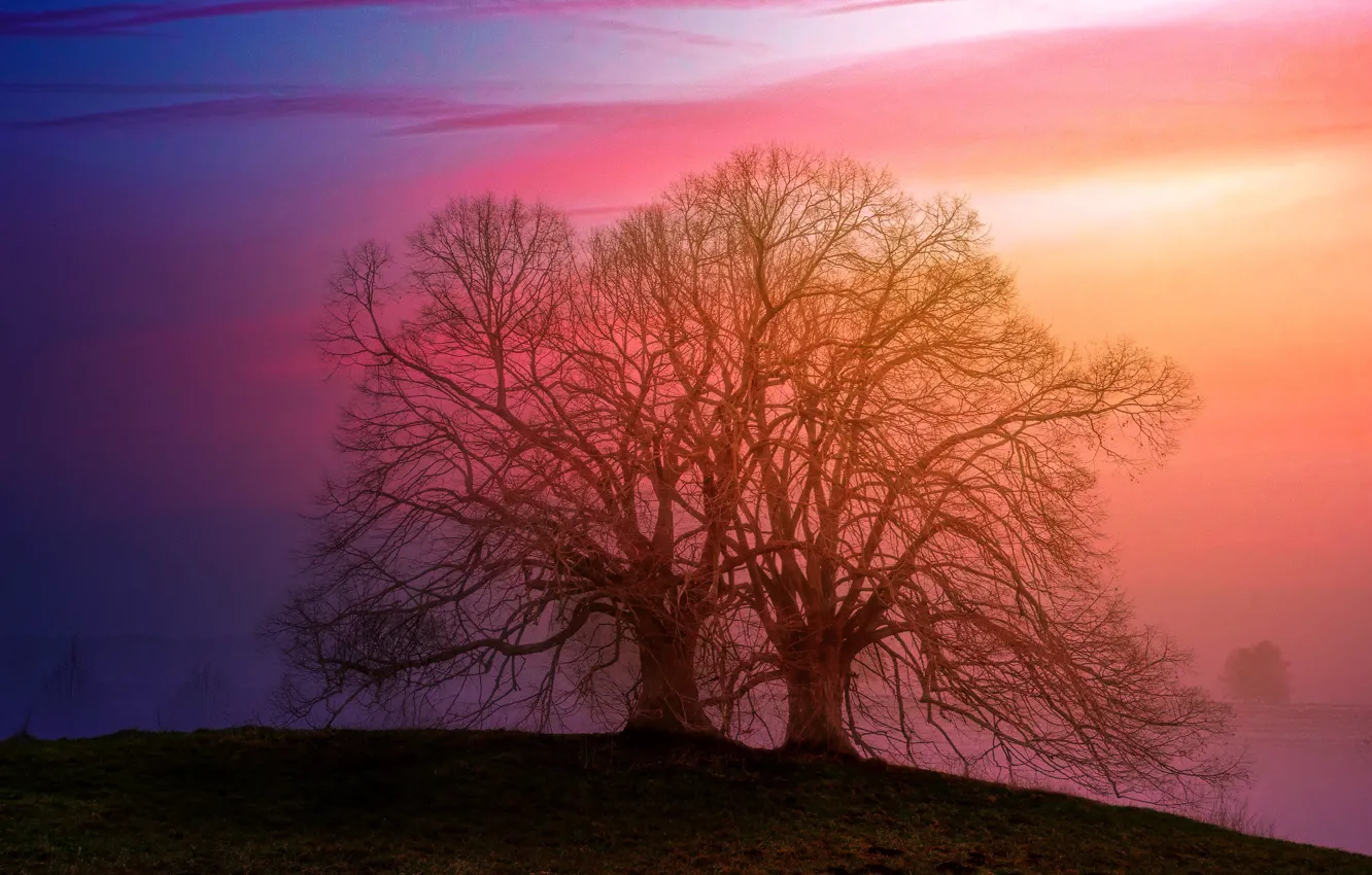 Photo wallpaper trees, landscape, sunset