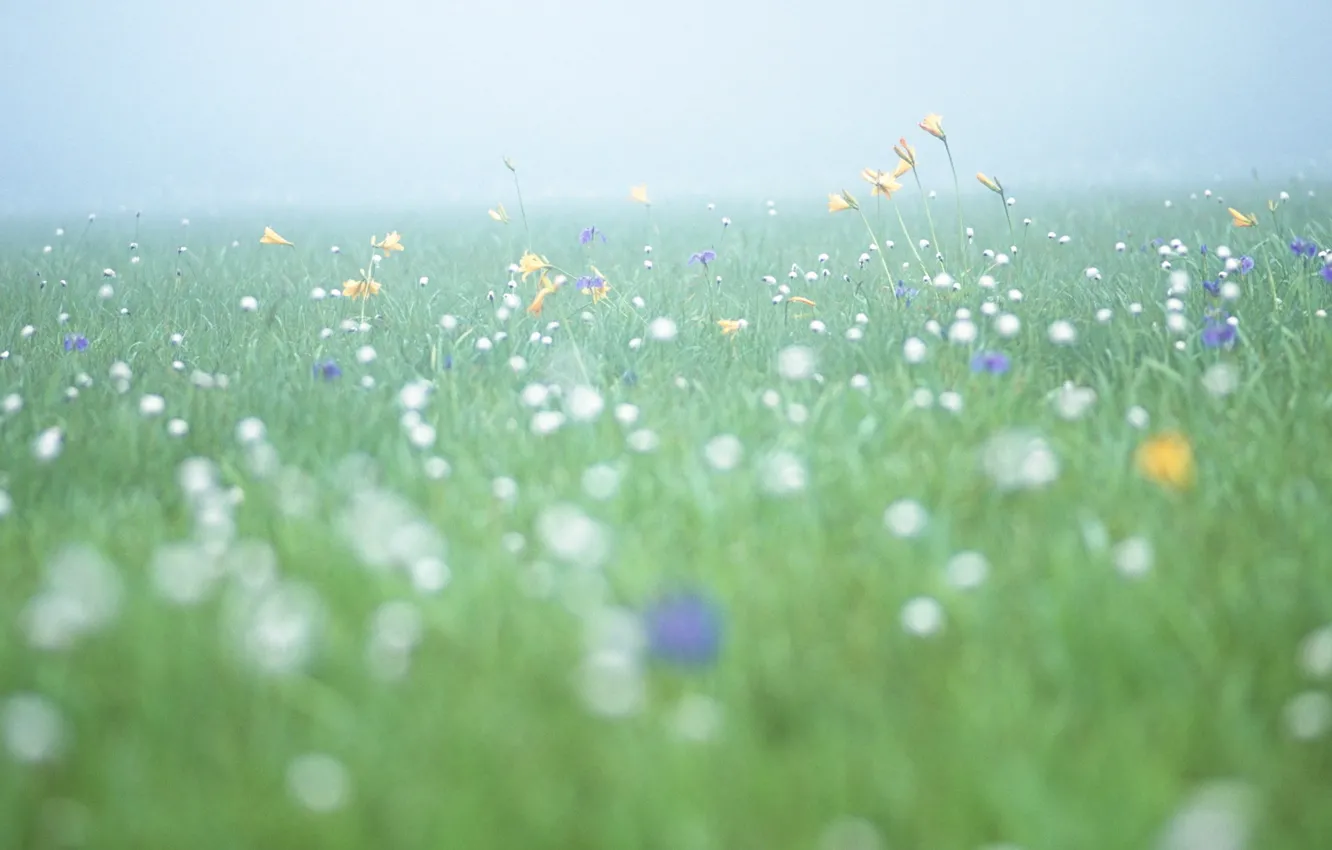 Photo wallpaper field, flowers, freshness, fog, morning