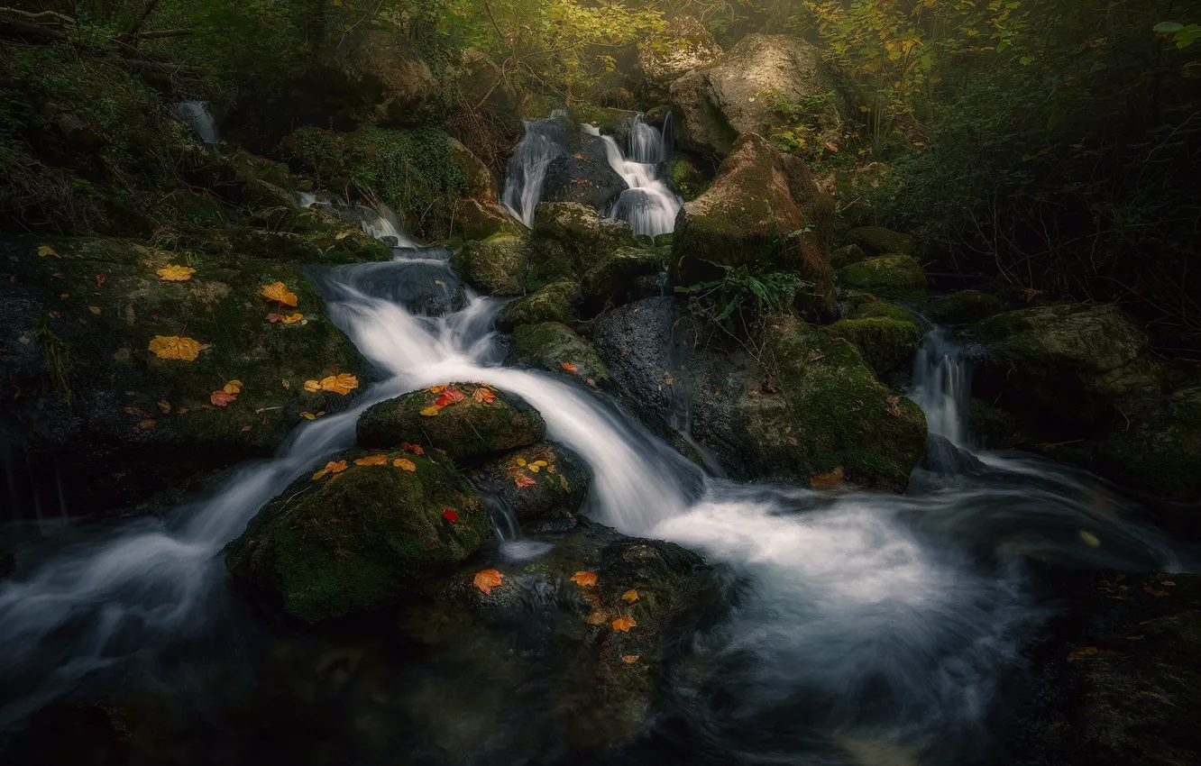 Photo wallpaper autumn, forest, light, nature, river, stream, stream