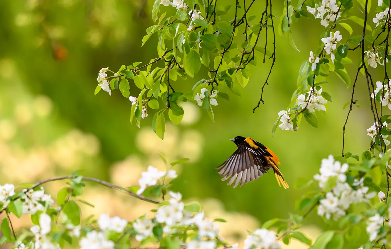 Photo wallpaper greens, leaves, trees, flight, flowers, branches, bird, wings
