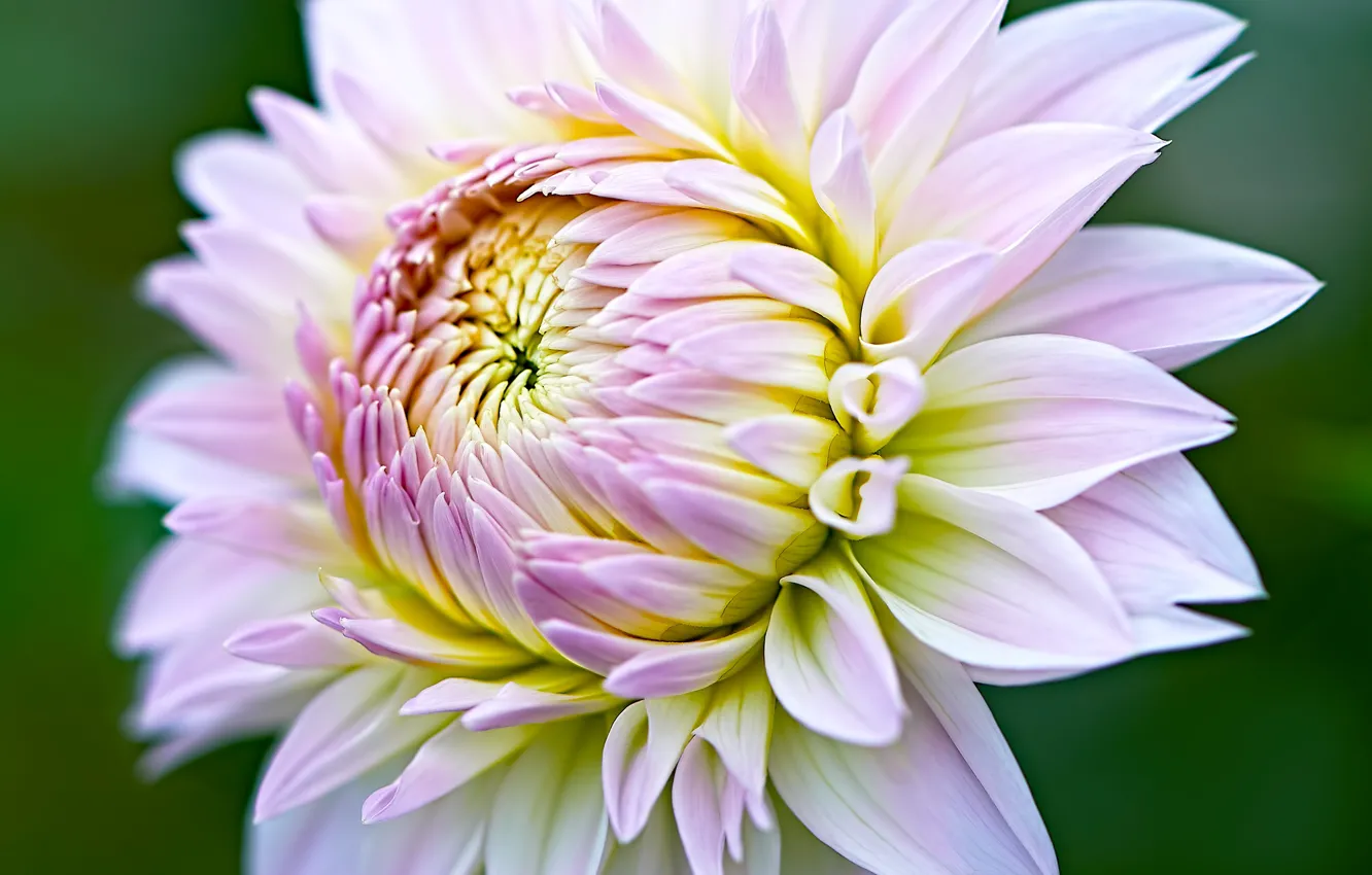 Photo wallpaper macro, flowers, dahlias