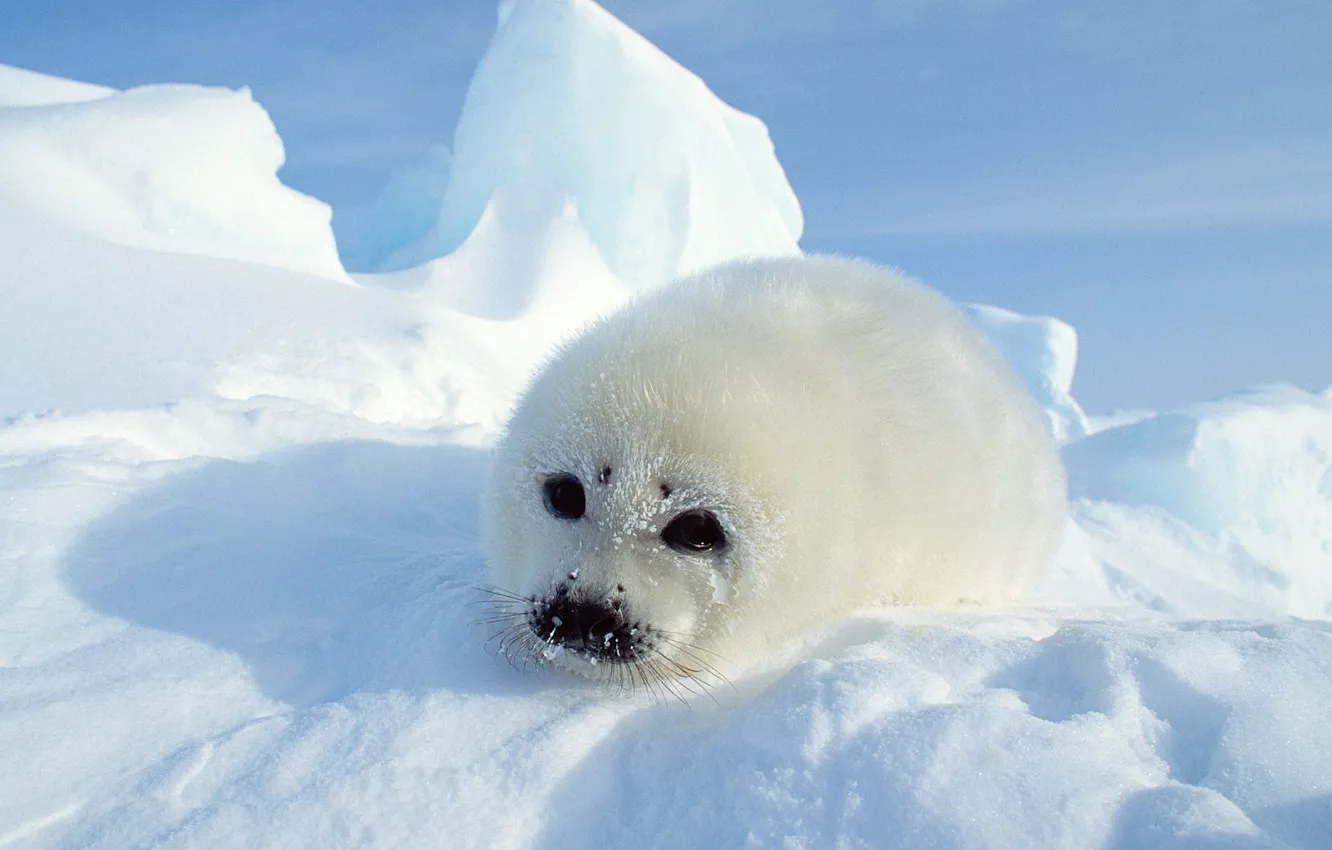 Photo wallpaper snow, seal, fur, seal