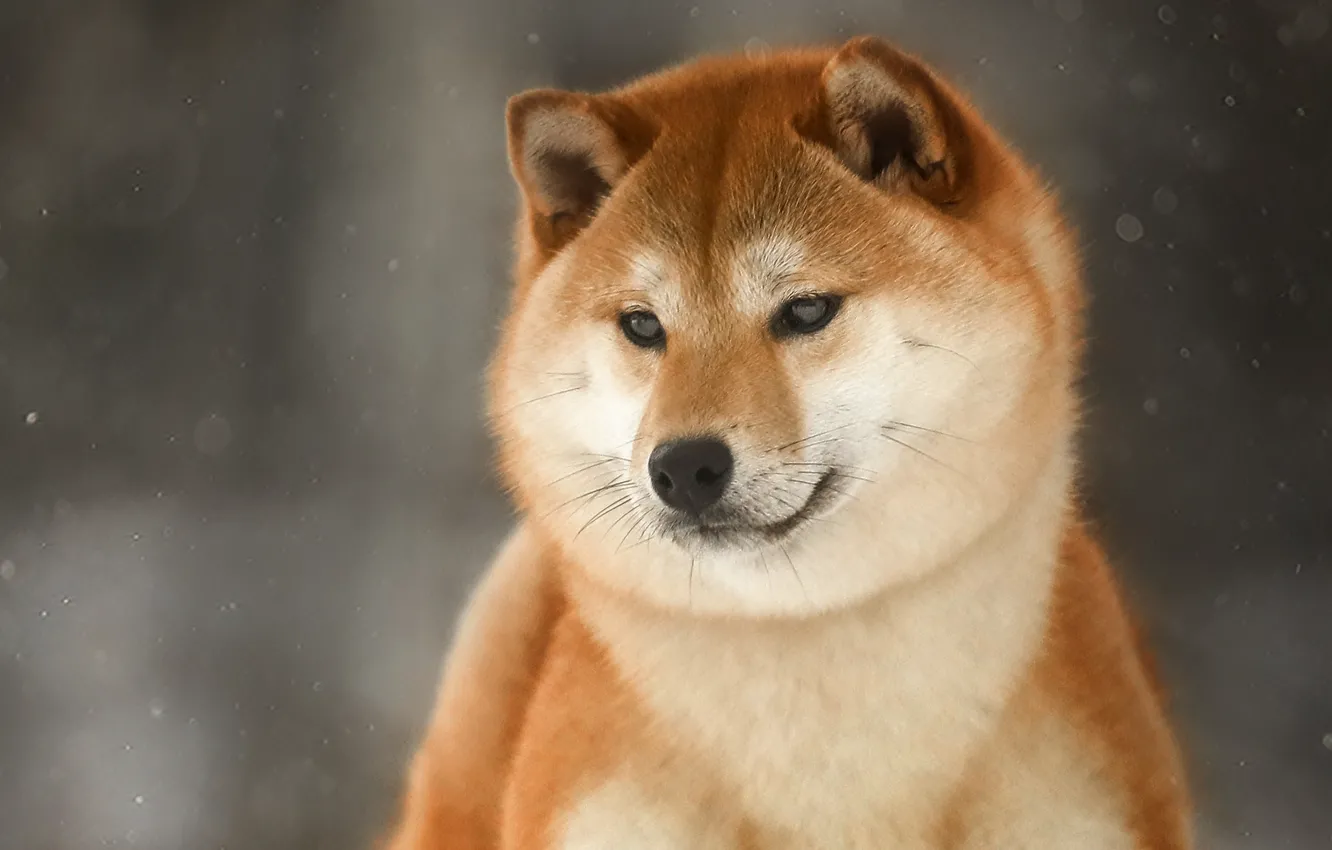 Photo wallpaper winter, animal, dog, head, dog, Shiba inu, Andrei Ershov