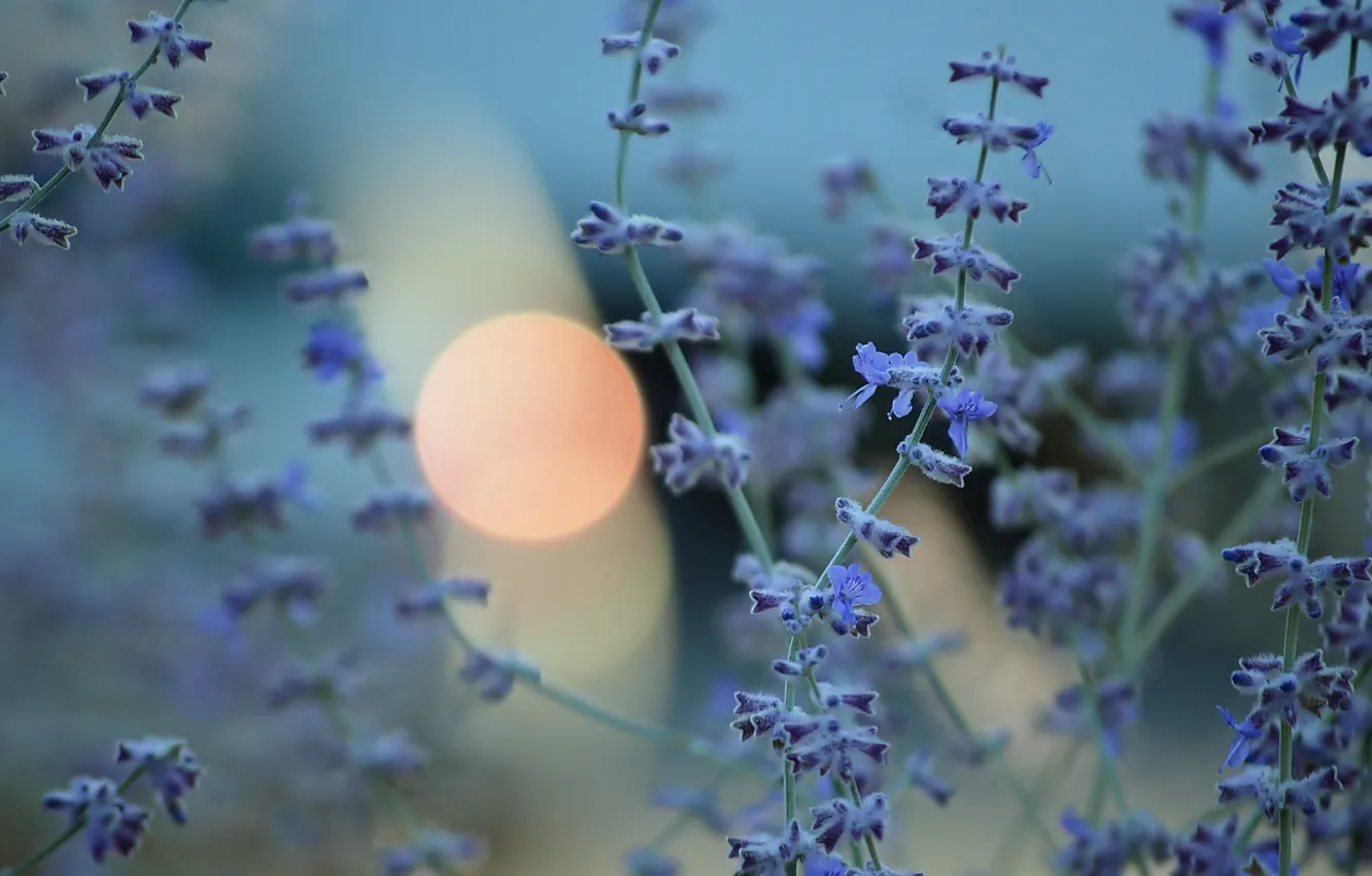 Photo wallpaper light, flowers, nature