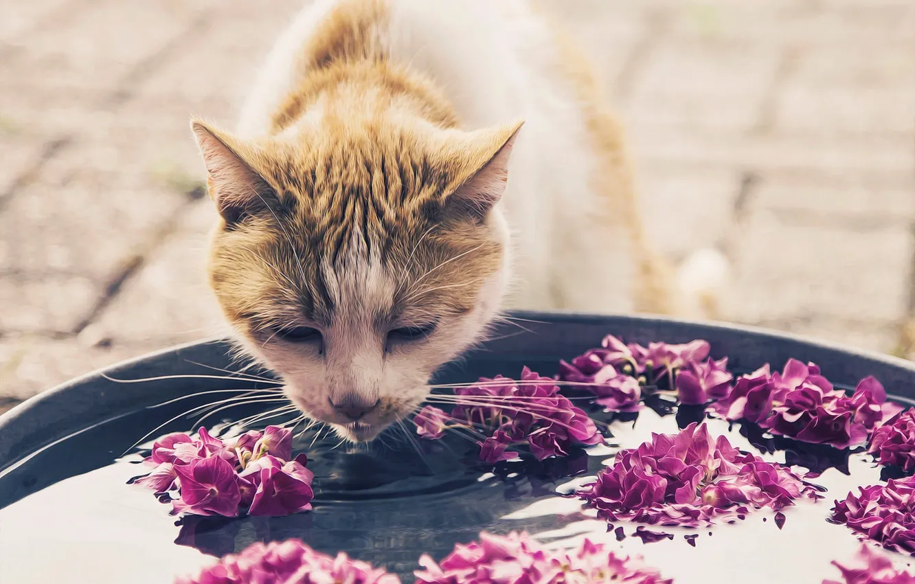 Photo wallpaper cat, water, background