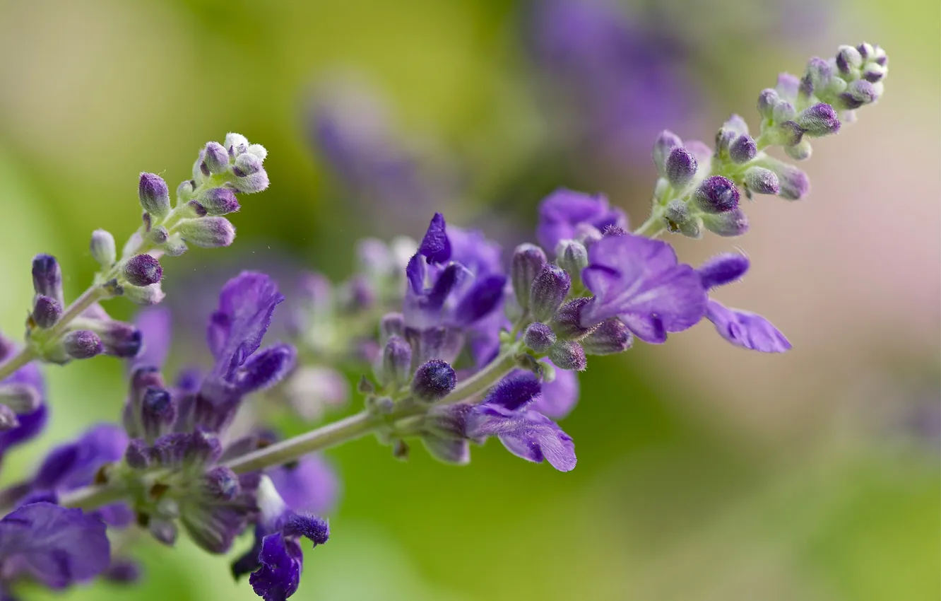 Photo wallpaper macro, flowers, lavender