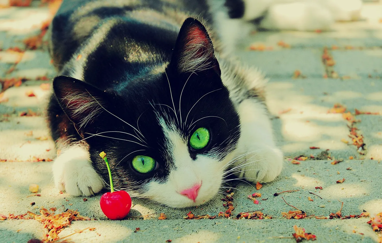 Photo wallpaper eyes, cat, cherry, green, black and white