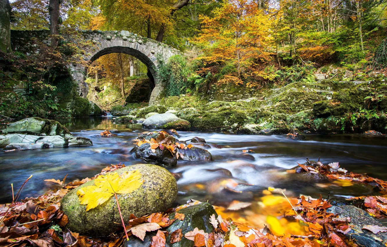 Photo wallpaper autumn, forest, leaves, bridge, river, Northern Ireland, Northern Ireland, River Shimna