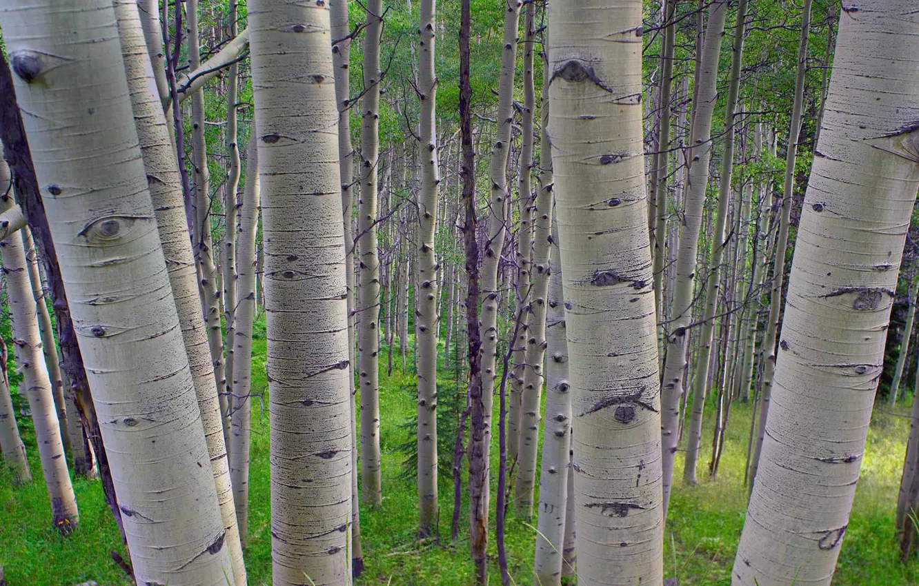 Photo wallpaper trees, Colorado, USA, aspen, State forest reserve Gunnison