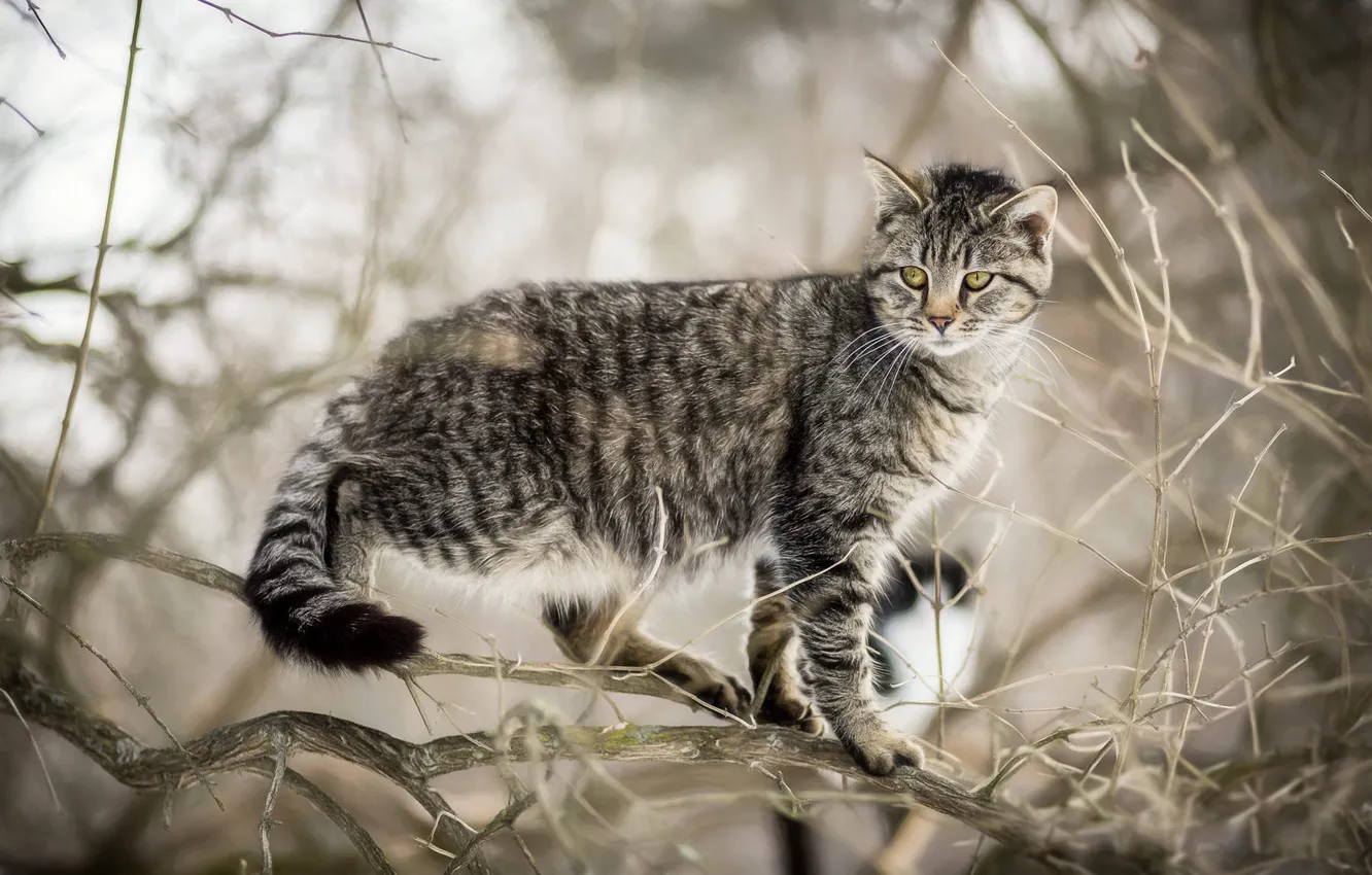 Photo wallpaper cat, cat, branches, nature, grey, tree, blur, striped