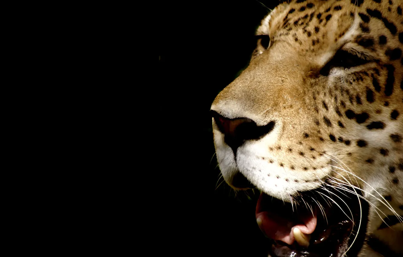 Photo wallpaper face, leopard