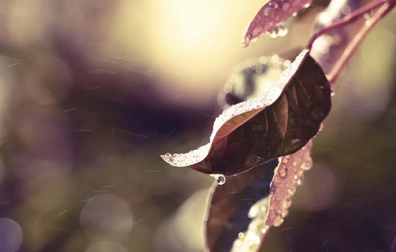 Photo wallpaper autumn, leaves, water, drops, macro, nature, rain, color