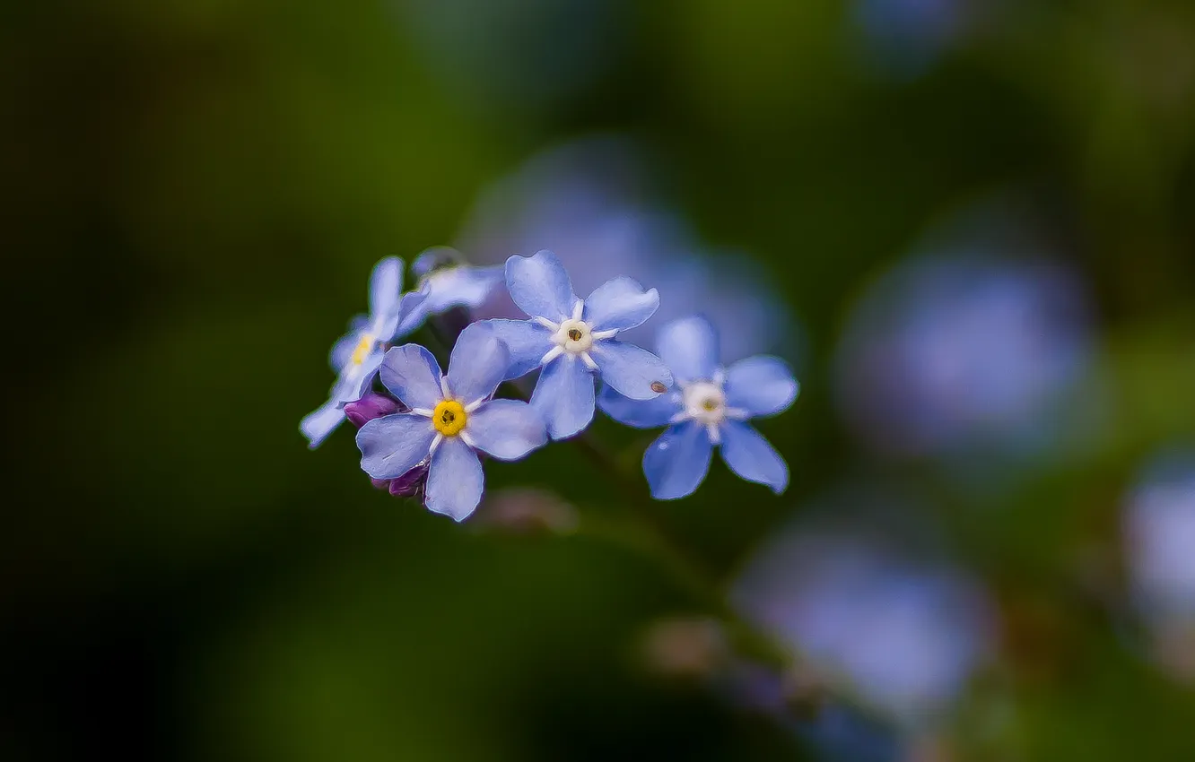 Photo wallpaper macro, flowers, spring, bokeh, forget-me-nots