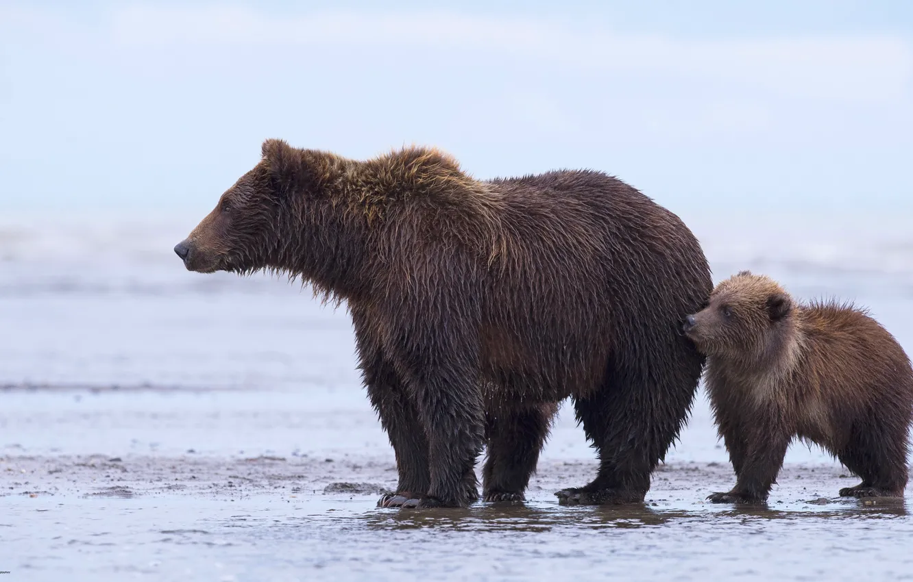 Photo wallpaper nature, bear, beast
