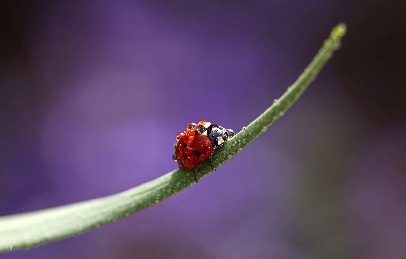 Photo wallpaper drops, macro, Rosa, ladybug, beetle, insect, a blade of grass, Wallpaper from lolita777