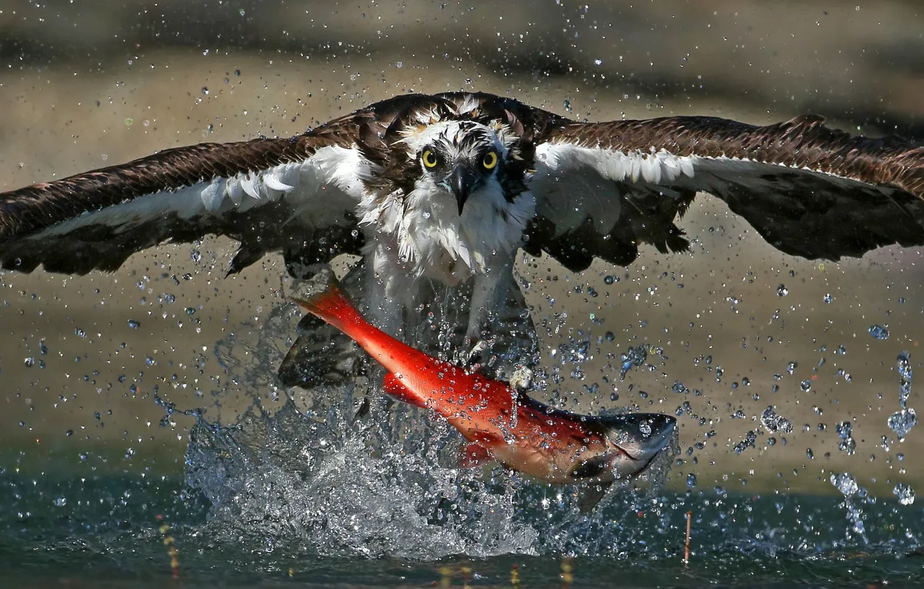 Photo wallpaper food, splash, death, Osprey, fish, wildlife, feed, salmon