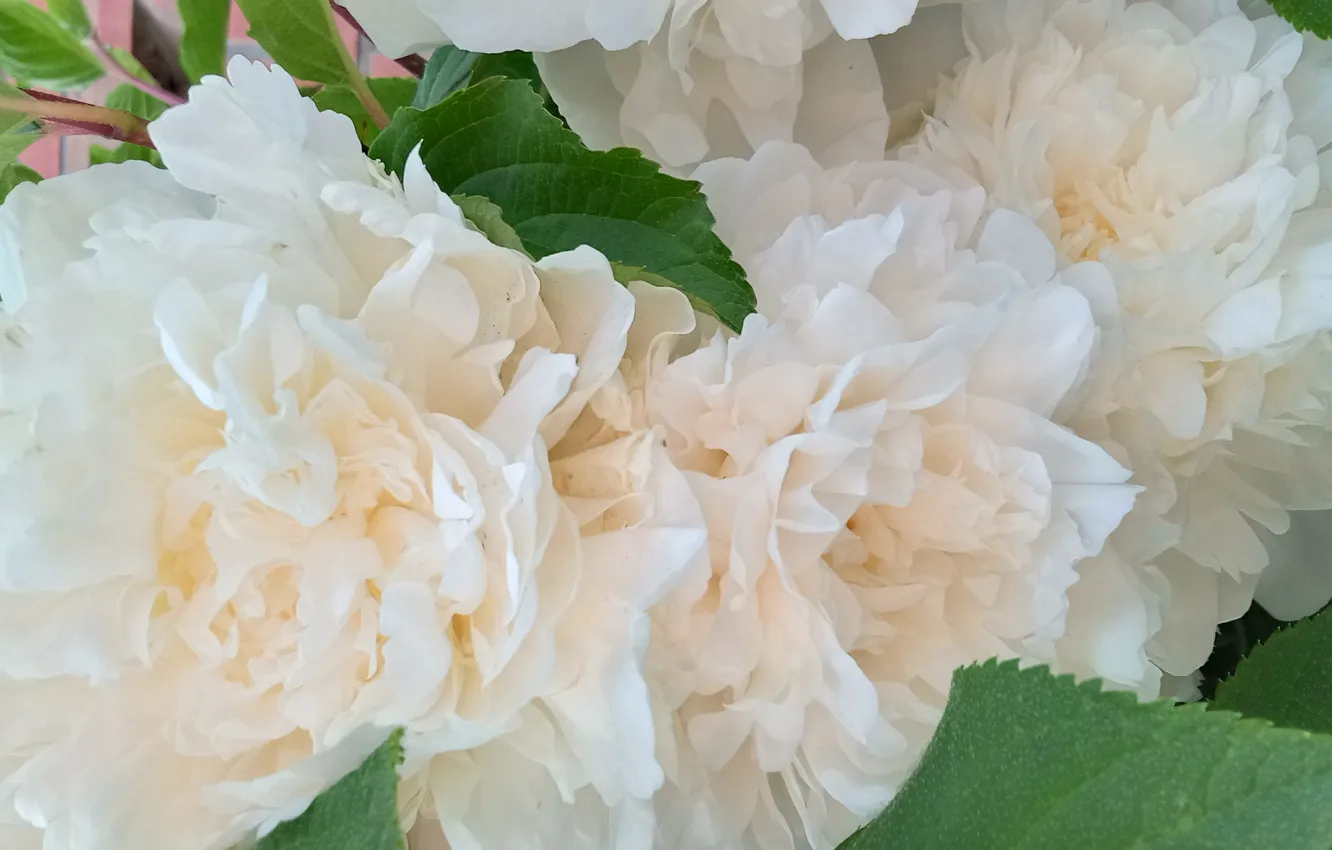 Photo wallpaper leaves, beauty, white flowers, peonies