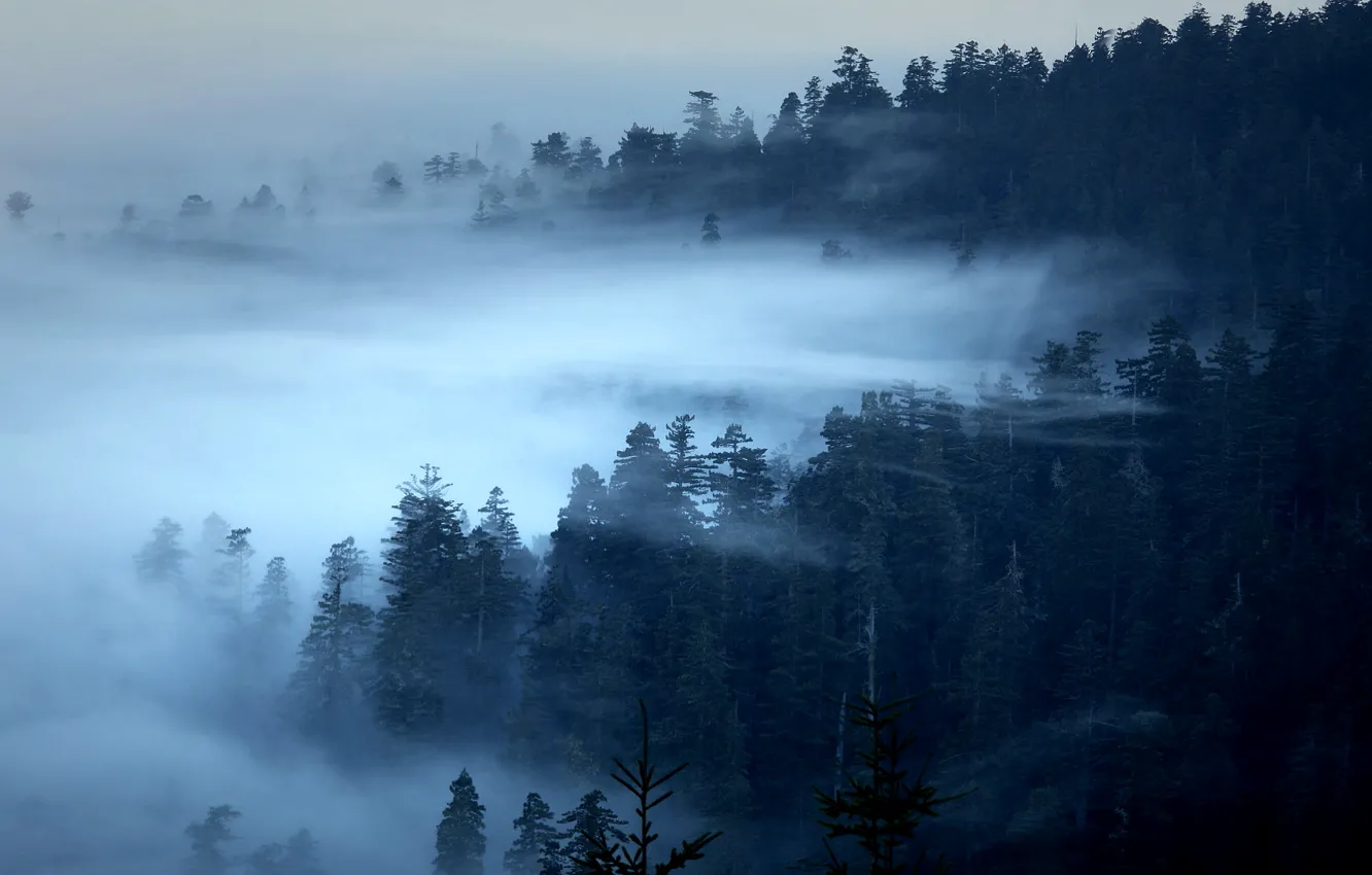 Photo wallpaper forest, trees, fog, CA, USA, Redwood